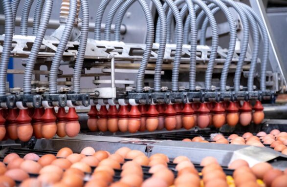 Egg Grading & Counting