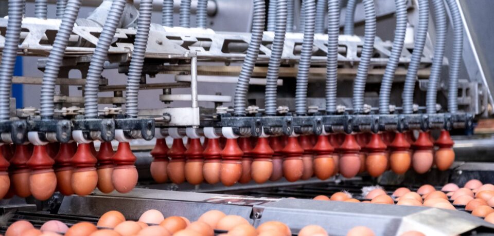 Egg Grading & Counting